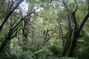 Rainforest Reiki