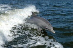 Dolphin White Wave Healing Reiki