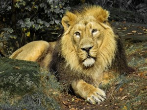 Lion Reiki