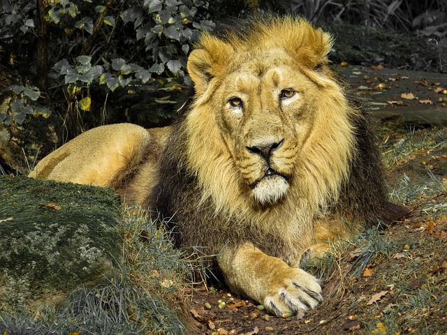 Lion Reiki