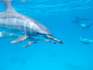 Aquamarine Dolphin Healing Ray