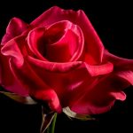 Inner Beauty Reiki Attunement
