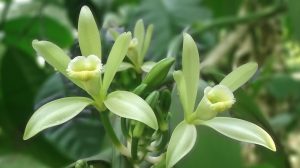 Vanilla Orchid Essence Attunement