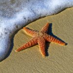 Celestial Golden Starfish