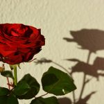 Shadow Self Empowerment