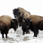 Buffalo Empowerment