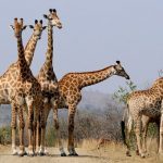 Giraffe Power Animal Empowerment