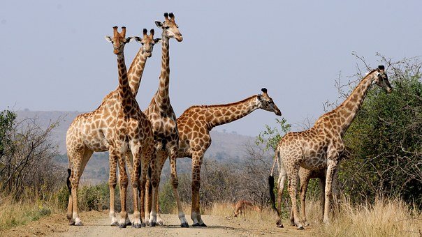 Giraffe Power Animal Empowerment