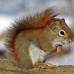 Squirrel Power Animal Empowerment