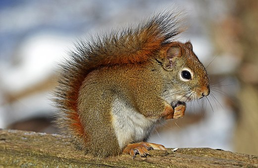 Squirrel Power Animal Empowerment