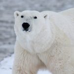 Polar Bear Power Animal