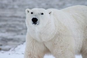 Polar Bear Power Animal