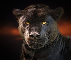 Mystical Black Panther