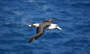 Journey of the Albatross