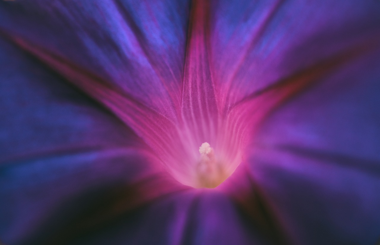 Divine Violet Flame