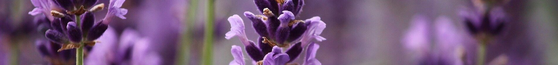 Etheric Lavender Empowerment