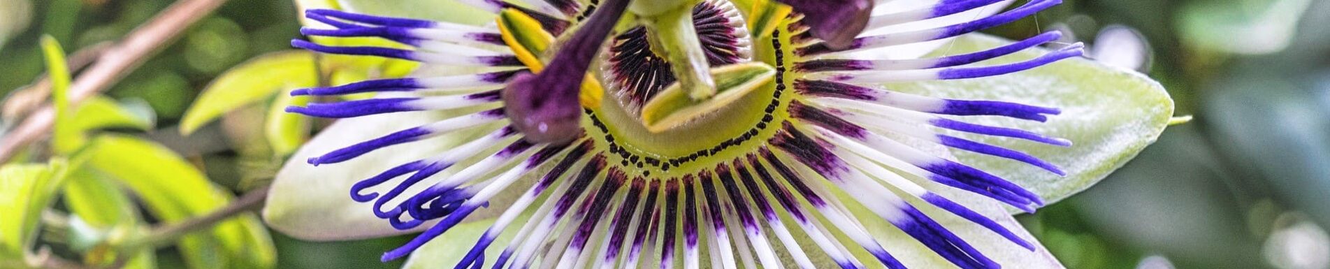 Etheric Passion Flower Essence