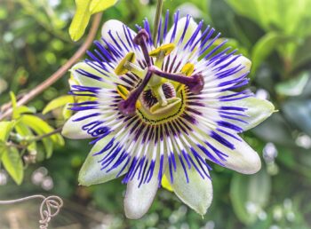 Etheric Passion Flower Essence