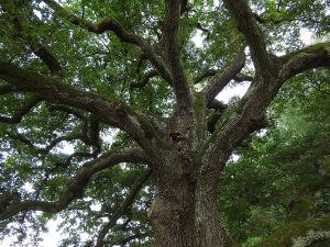 Celtic Oak Empowerment