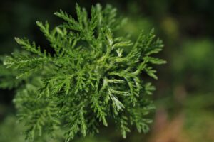 Magical Mugwort Psychic Protection Attunement