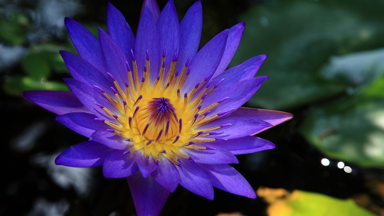 Blue Lotus Healing System