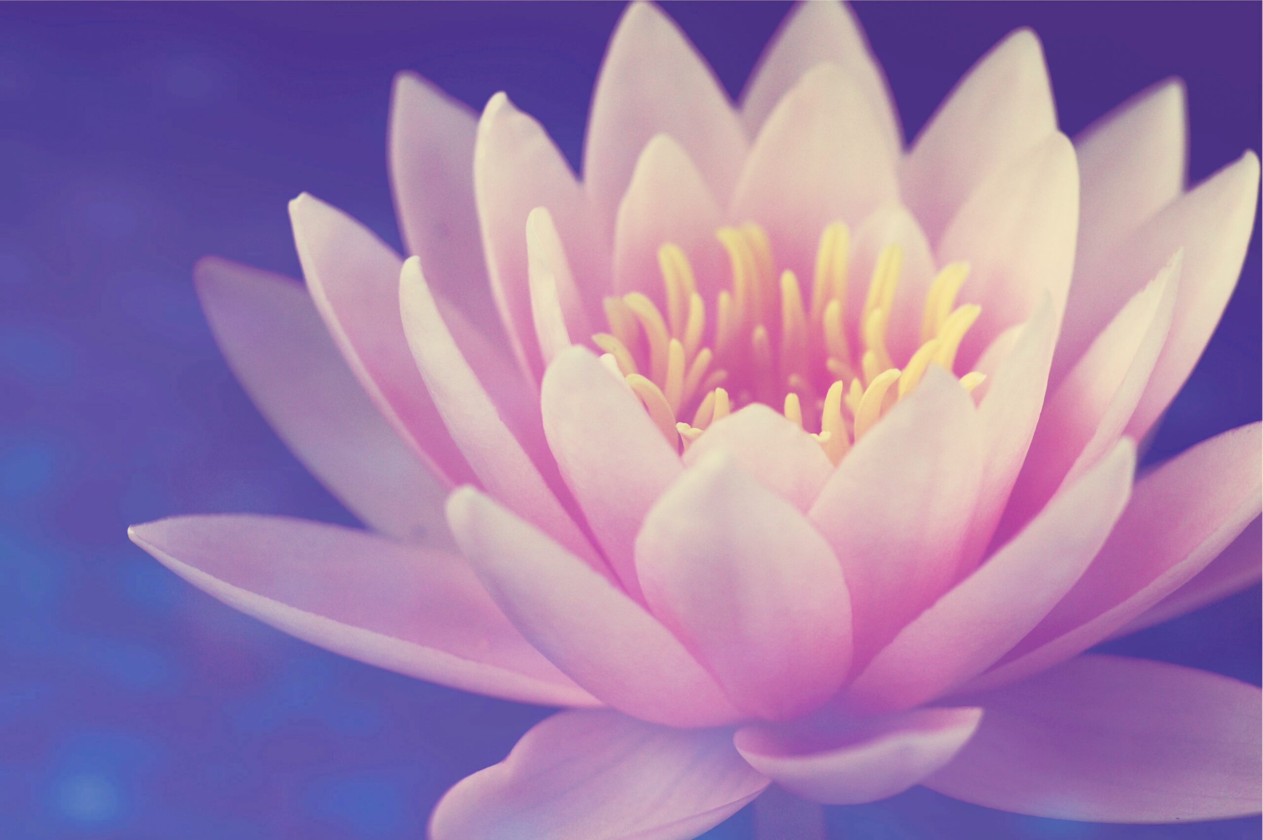 Lotus Flower of Quan Yin Attunement