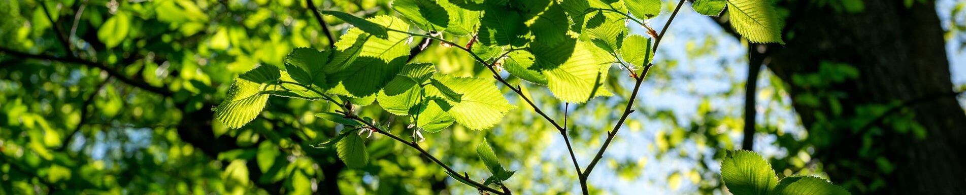 Celtic Alder Empowerment