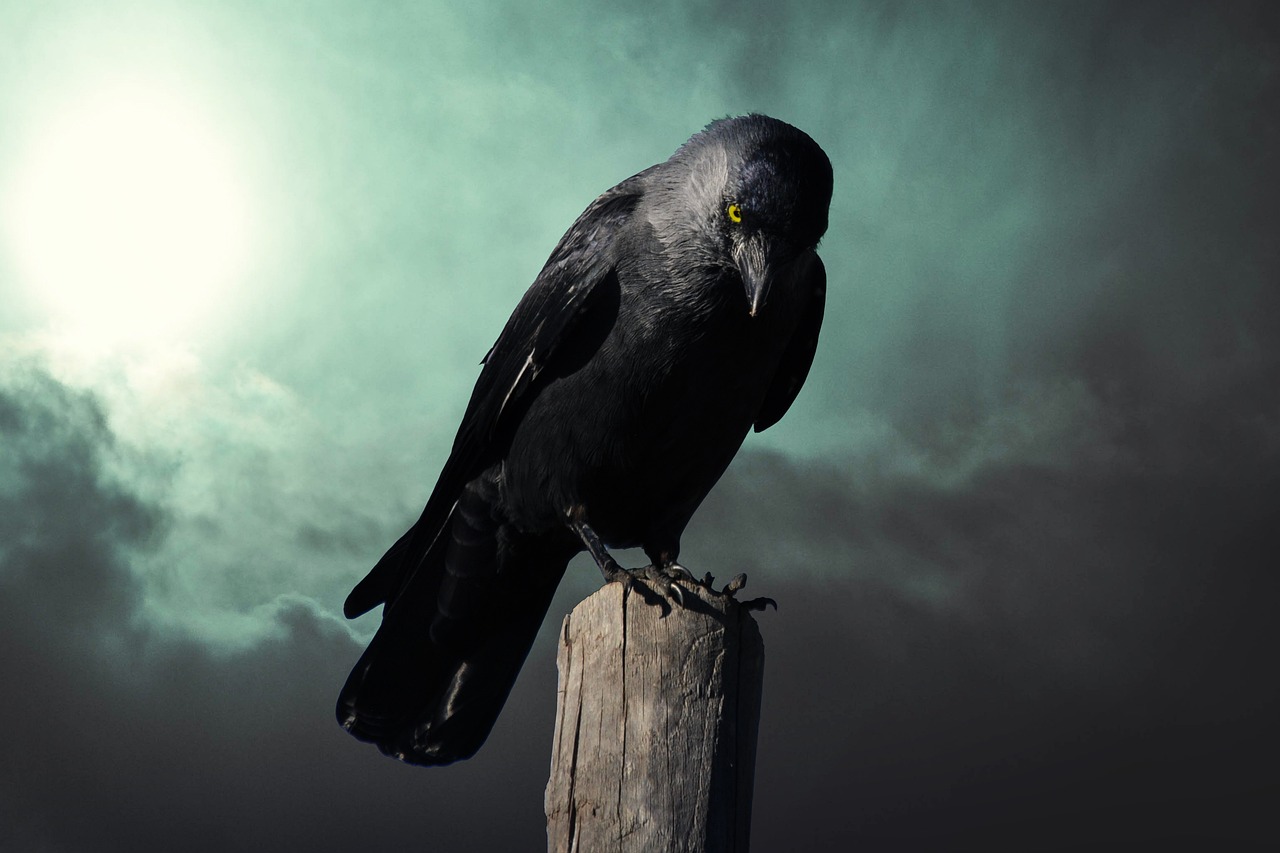 Mystical Crow Energy Empowerment
