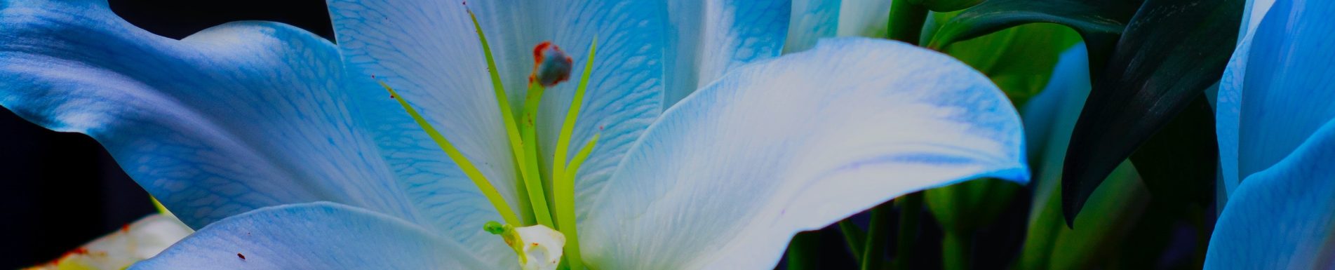 Blue Lilies Attunement