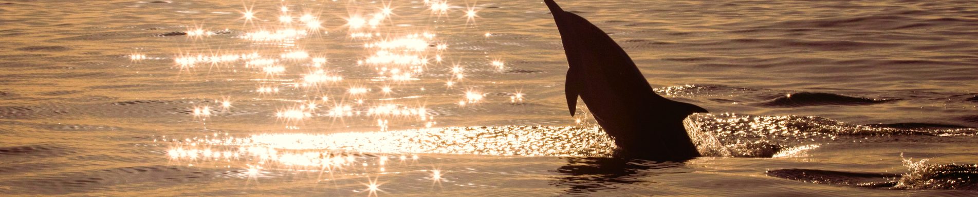 Dolphin Golden Healing Ray