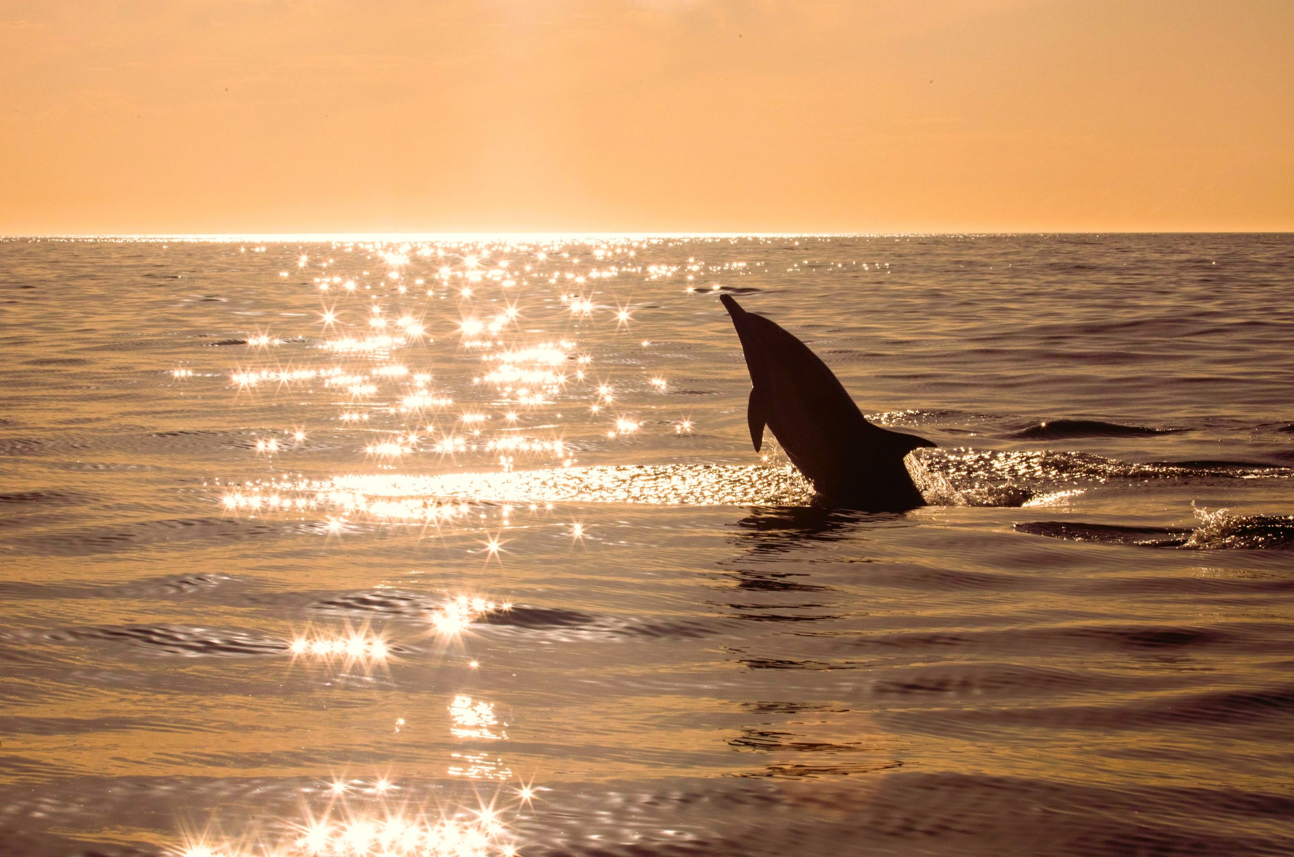 Dolphin Golden Healing Ray