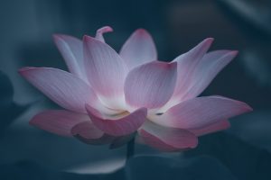 The Lotus of Life Reiki