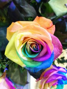 Rainbow Rose Reiki attunement