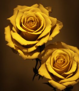Golden Rose from Archangel Michael