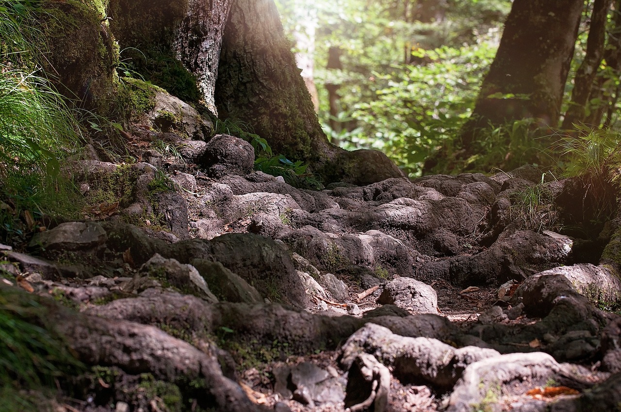 Role of the Earth Star Chakra