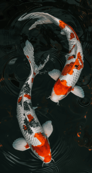 Koi Fish Reiki