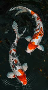 Koi Fish Reiki attunement