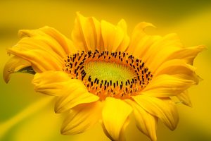 Magical Sunflower Golden Light