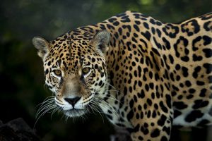 Jaguar's Cosmic Eye Attunement