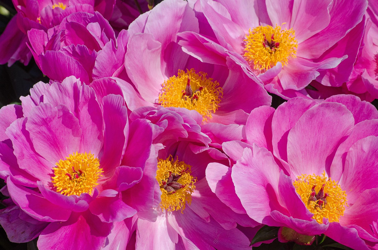 Abundance Energy Draw and Project Money