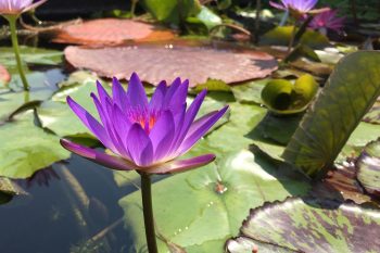 Healing Breath Reiki Attunement