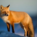 Fox Empowerment Reiki