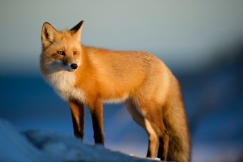 Fox Empowerment Reiki