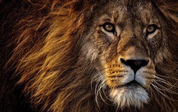 Lion Reiki