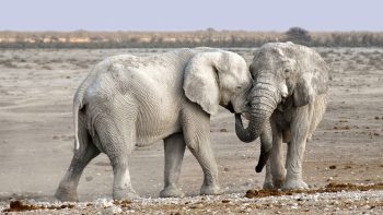 White Elephant Attunement
