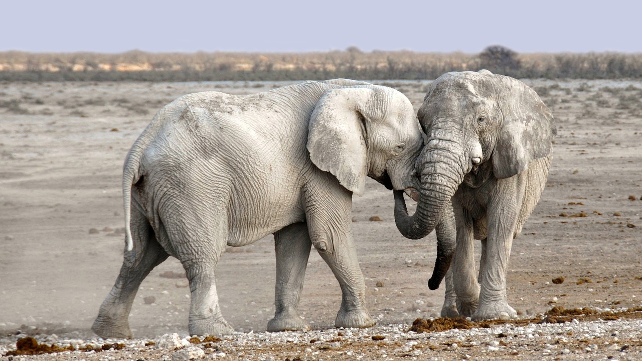 White Elephant Empowerment