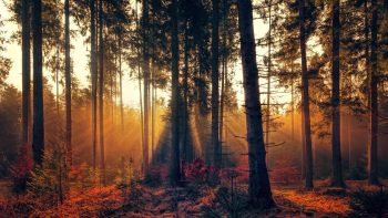 Nature Reiki for Children