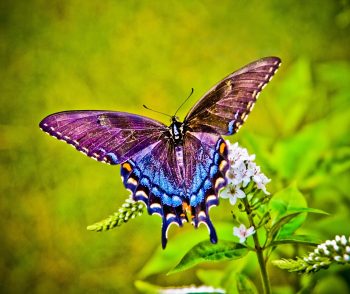 The Rainbow Butterfly