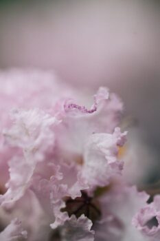 Ethereal Flowers Ultimate