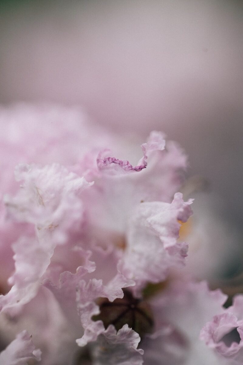 Ethereal Flowers Ultimate